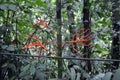 Red roots of lianas entangling young bamboo rope in the cloudy forest of Costa Rica