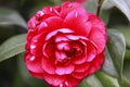 Red Rosa aurora,rose bengal camellia, japonica, in full bloom with green leaf Royalty Free Stock Photo