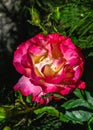 Red Rosa Maurice Utrillo on green leaves background