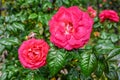 Red Rosa park Champlain on green leaves background Royalty Free Stock Photo