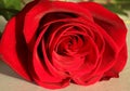 Red Rose