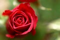 Red rose