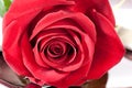 Red rose