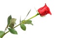 Red rose