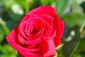 Red Rose Red Rose with Gypsophila Nature Landscape Royalty Free Stock Photo