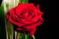 Red rose Royalty Free Stock Photo