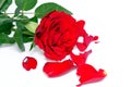 Red rose