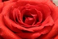 Red Rose