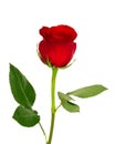 Red rose