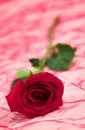 Red rose Royalty Free Stock Photo