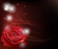 Red rose Royalty Free Stock Photo