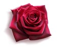 Red Rose Royalty Free Stock Photo