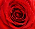 rose Royalty Free Stock Photo