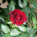 Red rose Royalty Free Stock Photo