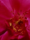 Red rose Ã°Å¸ÅÂ¹ inner side