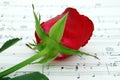 Red rose Royalty Free Stock Photo
