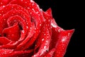 Red rose Royalty Free Stock Photo