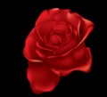 Red rose