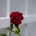 RED ROSE Royalty Free Stock Photo