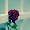 RED ROSE Royalty Free Stock Photo