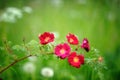 Red rose branch in full bloom Royalty Free Stock Photo