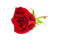 Red rose Royalty Free Stock Photo