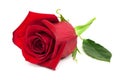 Red rose Royalty Free Stock Photo