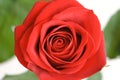 Red rose