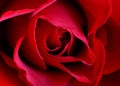 Red Rose Royalty Free Stock Photo