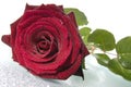 Red rose. Royalty Free Stock Photo