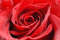 Red Rose