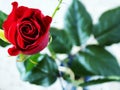 Red rose