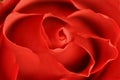 Red rose Royalty Free Stock Photo