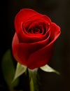 Red Rose