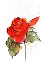 Red Rose