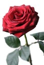 Red Rose Royalty Free Stock Photo