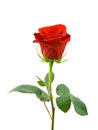 Red rose Royalty Free Stock Photo