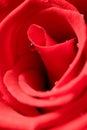 Red Rose