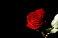 Red Rose Royalty Free Stock Photo