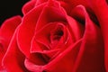 Red Rose