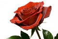 Red rose