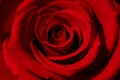 Red Rose