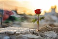 A red rose against the background of the flag of Palestine. Pray for Palestine