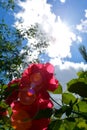 A red rose against a blue sky and white clouds. Blooming rose Bush in the garden Royalty Free Stock Photo