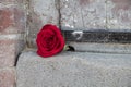 Red rose against a brick wall Royalty Free Stock Photo