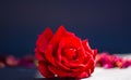 A red rose for all lovers of the world Royalty Free Stock Photo