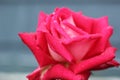 Red rose Royalty Free Stock Photo