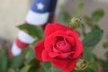 American Rose and Flag