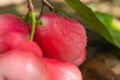 Red rose apple that is cleaned with water and has water droplets, place on the wood table Royalty Free Stock Photo