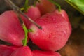 Red rose apple that is cleaned with water and has water droplets, place on the wood table Royalty Free Stock Photo